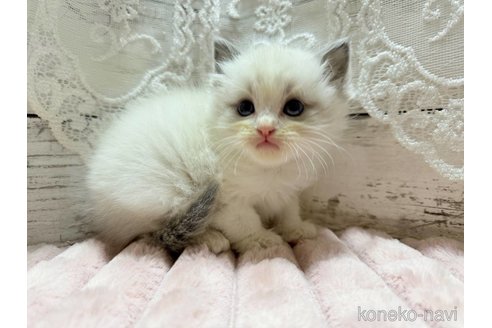 成約済の茨城県のラグドール-102224の5枚目