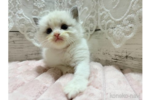 成約済の茨城県のラグドール-102224の2枚目