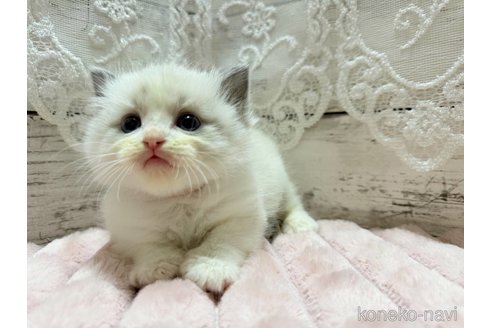 成約済の茨城県のラグドール-102224の3枚目
