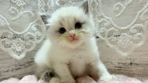 成約済の茨城県のラグドール-102224の1枚目