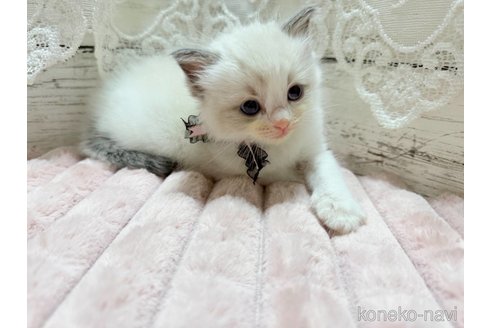 成約済の茨城県のラグドール-102226の2枚目
