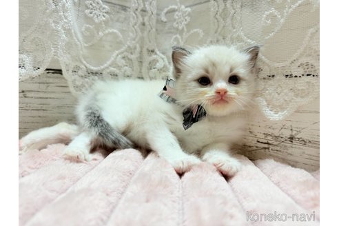 成約済の茨城県のラグドール-102226の3枚目
