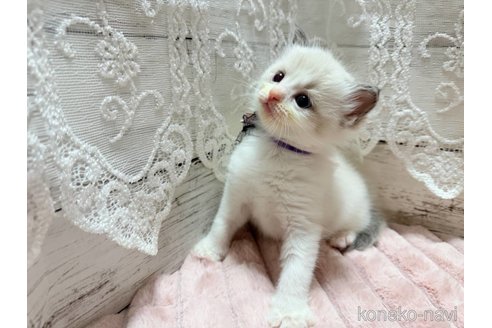 成約済の茨城県のラグドール-102226の5枚目