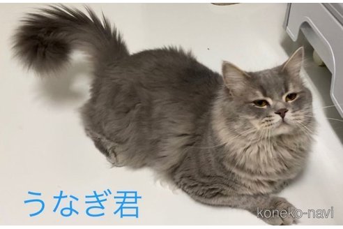 うなぎくん1枚目