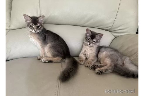 成約済の神奈川県のソマリ-90726の2枚目