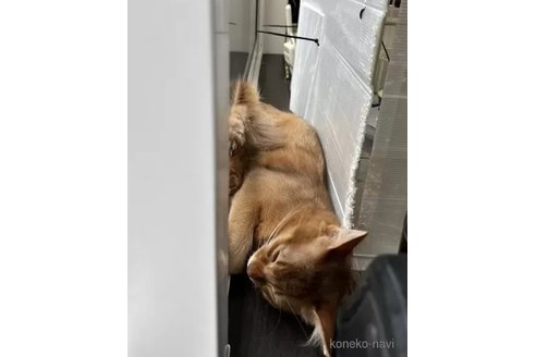 成約済の神奈川県のソマリ-102237の3枚目