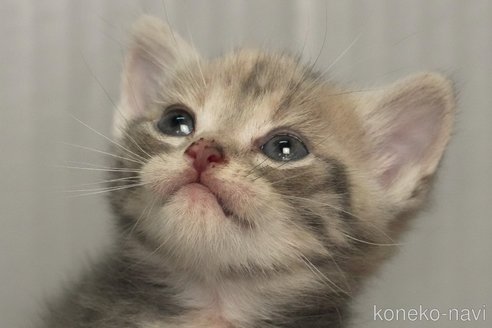 成約済の埼玉県のアメリカンショートヘア-101872の19枚目