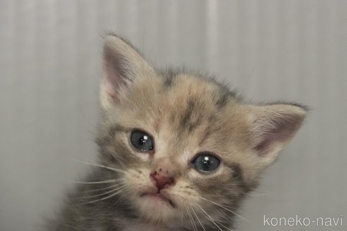 成約済の埼玉県のアメリカンショートヘア-101872の18枚目