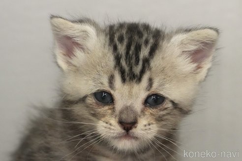 成約済の埼玉県のアメリカンショートヘア-102242の18枚目