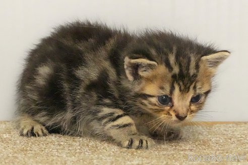 成約済の埼玉県のアメリカンショートヘア-102244の9枚目