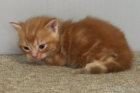 成約済の埼玉県のアメリカンショートヘア-102247の9枚目