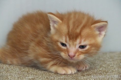 成約済の埼玉県のアメリカンショートヘア-102247の8枚目