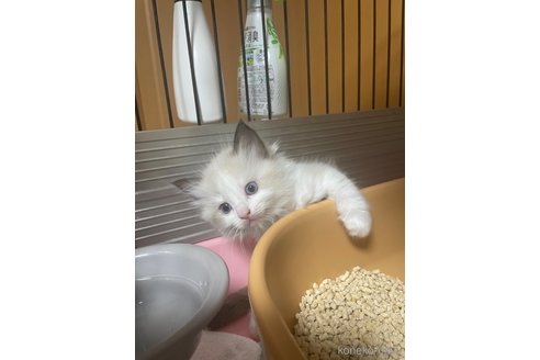 成約済の福岡県のラグドール-101316の1枚目