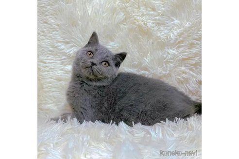 成約済の千葉県のブリティッシュショートヘア-102264の1枚目