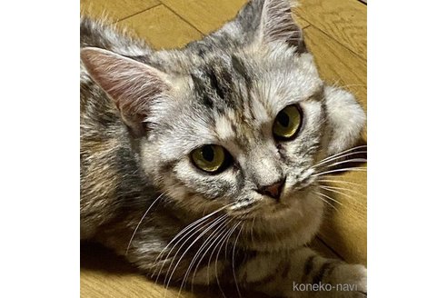 メイジーちゃん1枚目