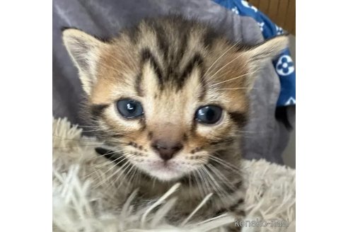 販売中の埼玉県のスコティッシュフォールド-102278の2枚目