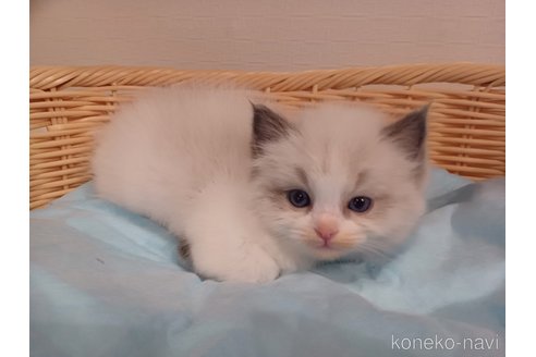 成約済の東京都のラグドール-102281の5枚目