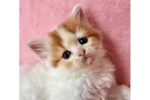 成約済の静岡県のスコティッシュフォールド-102285の4枚目