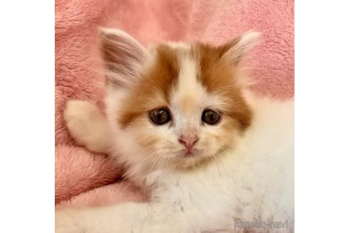 成約済の静岡県のスコティッシュフォールド-102285の5枚目