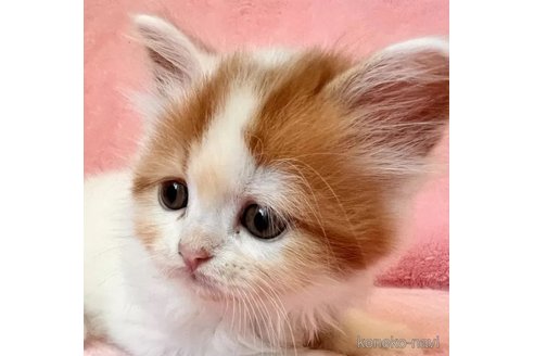 成約済の静岡県のスコティッシュフォールド-102285の2枚目