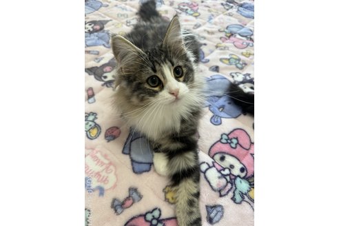 成約済の千葉県のノルウェージャンフォレストキャット-92557の1枚目