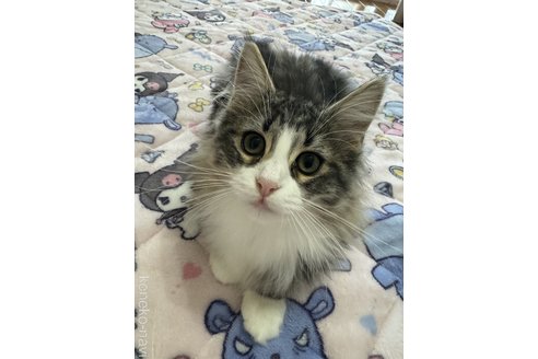 成約済の千葉県のノルウェージャンフォレストキャット-92557の2枚目
