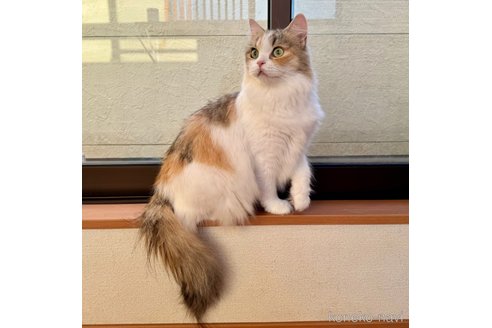 成約済の千葉県のサイベリアン-102295の5枚目