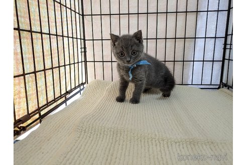 成約済の茨城県のブリティッシュショートヘア-102304の7枚目