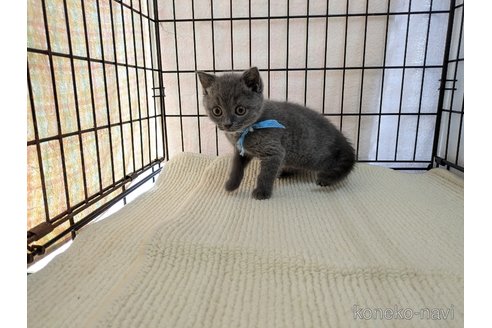 成約済の茨城県のブリティッシュショートヘア-102304の6枚目