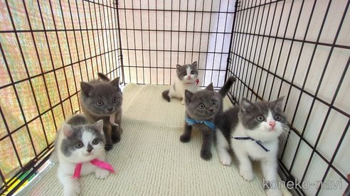 成約済の茨城県のブリティッシュショートヘア-102304の3枚目