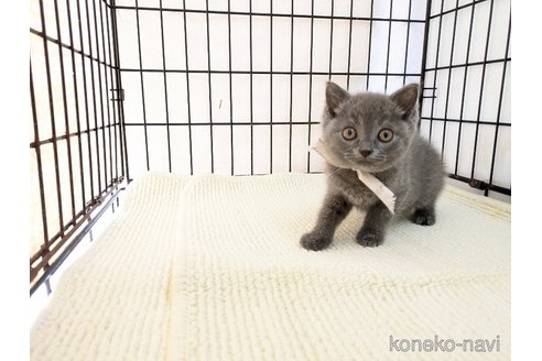 成約済の茨城県のブリティッシュショートヘア-102305の9枚目