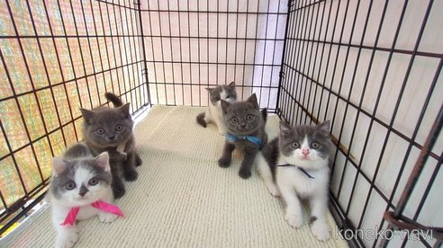 成約済の茨城県のブリティッシュショートヘア-102305の6枚目
