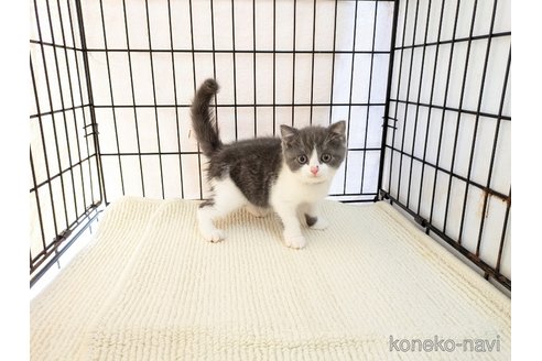 成約済の茨城県のブリティッシュショートヘア-102306の1枚目