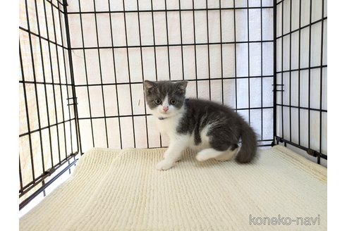 成約済の茨城県のブリティッシュショートヘア-102306の9枚目