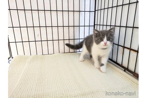 成約済の茨城県のブリティッシュショートヘア-102306の8枚目