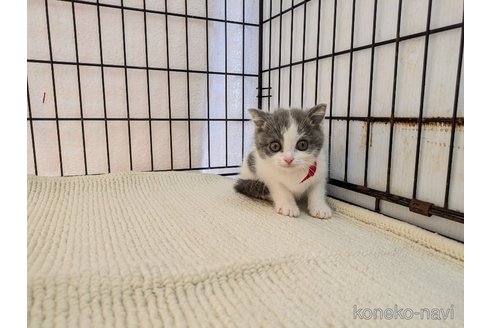 成約済の茨城県のブリティッシュショートヘア-102307の1枚目