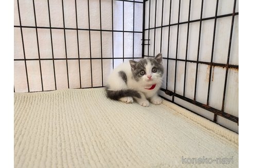 成約済の茨城県のブリティッシュショートヘア-102307の7枚目