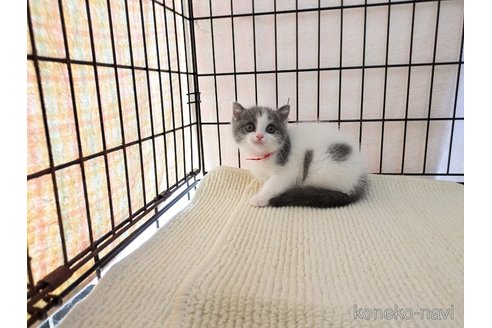 成約済の茨城県のブリティッシュショートヘア-102307の6枚目