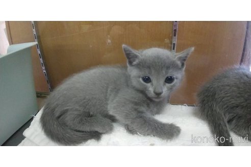 成約済の愛知県のロシアンブルー-100855の3枚目