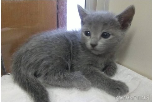 成約済の愛知県のロシアンブルー-100857の3枚目