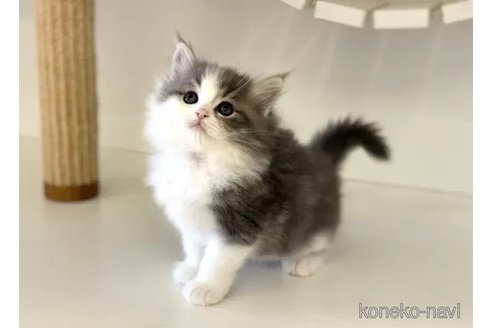 成約済の神奈川県のサイベリアン-102331の5枚目