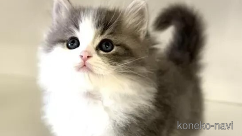成約済ののサイベリアン-102331