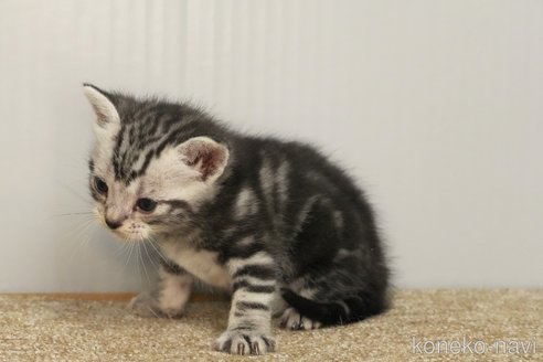 成約済の埼玉県のアメリカンショートヘア-102344の8枚目