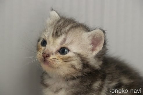 成約済の埼玉県のアメリカンショートヘア-102348の7枚目