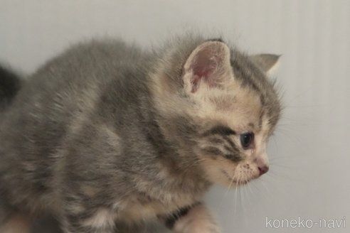 成約済の埼玉県のアメリカンショートヘア-102349の8枚目