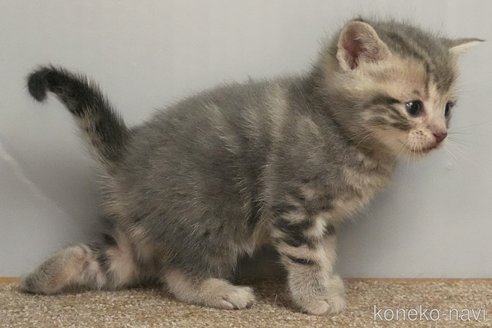 成約済の埼玉県のアメリカンショートヘア-102349の6枚目