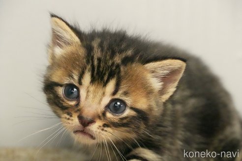 成約済の埼玉県のアメリカンショートヘア-102353の10枚目