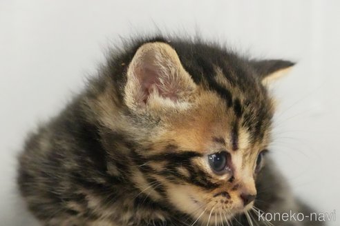 成約済の埼玉県のアメリカンショートヘア-102353の9枚目