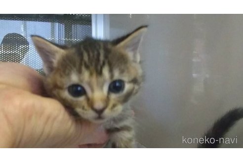 成約済の愛知県のマンチカン-102352の1枚目
