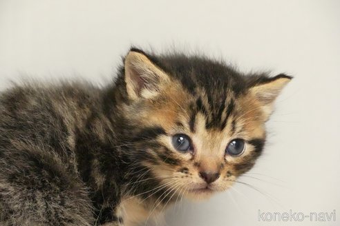成約済の埼玉県のアメリカンショートヘア-102356の11枚目